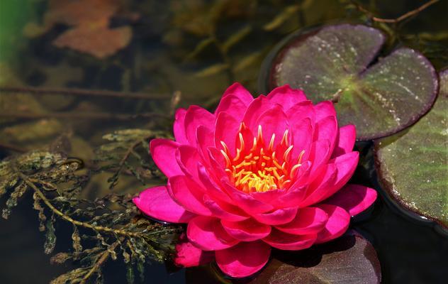 睡莲开花的花语与寓意（揭示睡莲开花的奥秘及其美丽寓意）