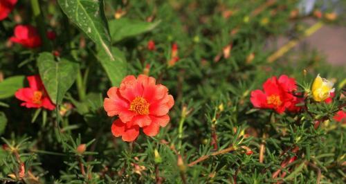 以太阳花代表的花语与美好寓意（探索以太阳花的神秘花语）