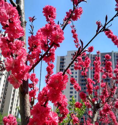 桃花的花语与寓意（探寻桃花的象征意义）