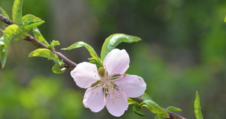 桃花的花语与寓意（探寻桃花的象征意义）