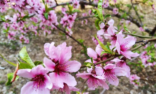 桃花的花语与寓意（探寻桃花的象征意义）