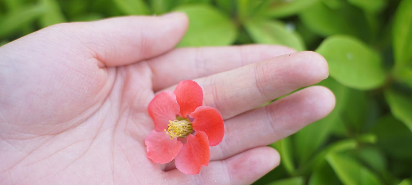 铁海棠花语与寓意（铁海棠花语的象征意义及表达方式）