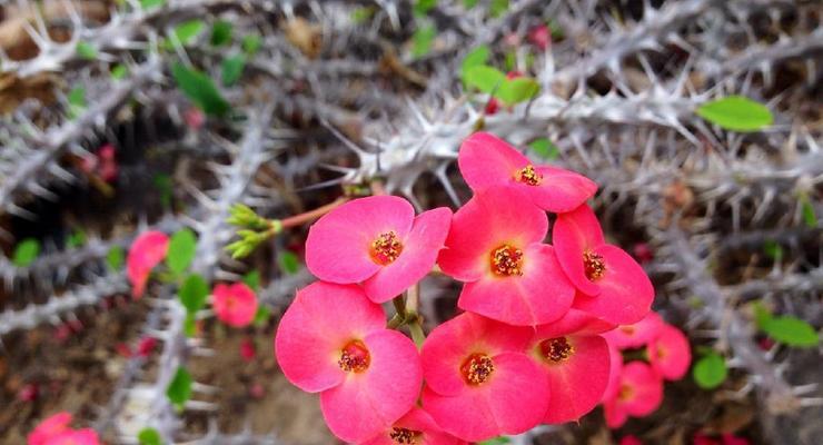 铁海棠花语与寓意（铁海棠花语的象征意义及表达方式）