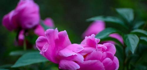 威海的市花——牵牛花的寓意与美丽（威海市花牵牛花的品种和特点及其寓意）