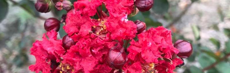 威海的市花——牵牛花的寓意与美丽（威海市花牵牛花的品种和特点及其寓意）