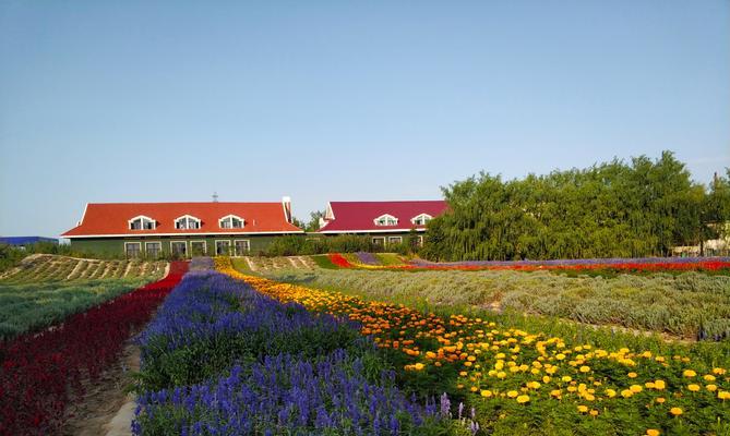 乌鲁木齐的市花——迎春花（乌鲁木齐市花的意义和特点）