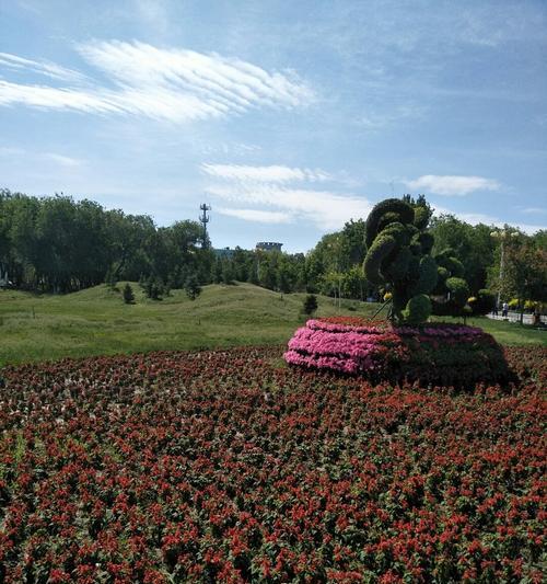 乌鲁木齐的市花——迎春花（乌鲁木齐市花的意义和特点）