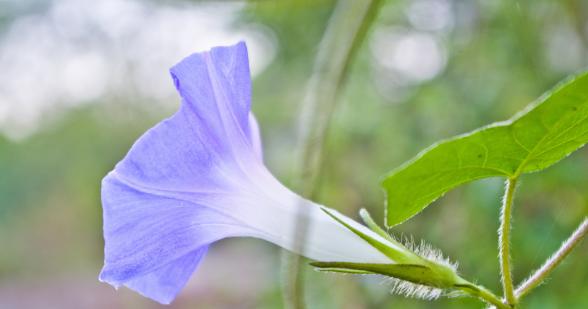 五瓣花的花语与寓意（五瓣花）