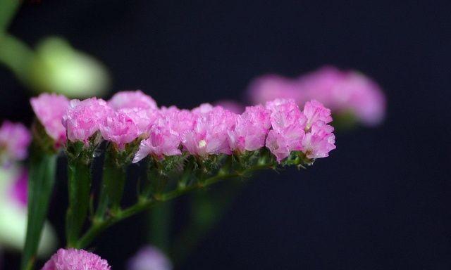 勿忘我花的花语与寓意（勿忘我花的象征永恒爱意和纪念的花语）