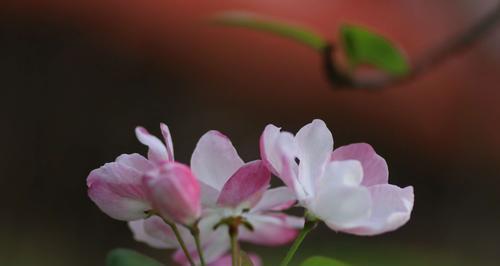 以西府海棠的花语与寓意（探寻以西府海棠的意义和象征）