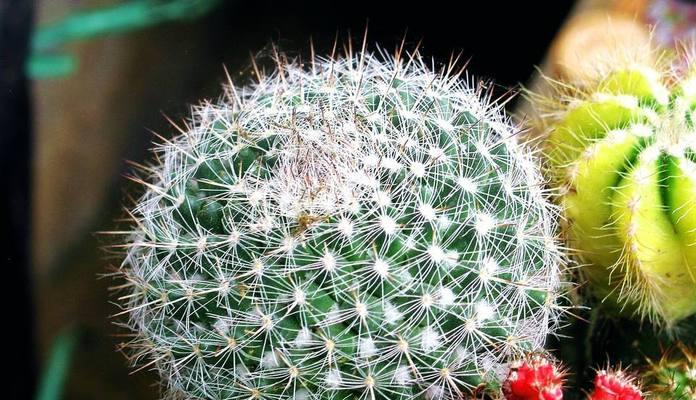 仙人球花的花语与象征（揭示仙人球花所代表的丰富寓意）