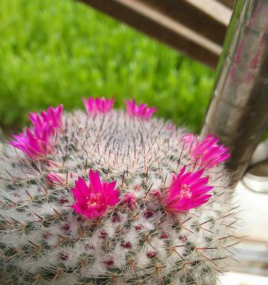 仙人掌花语（探寻仙人掌花语的深层寓意）