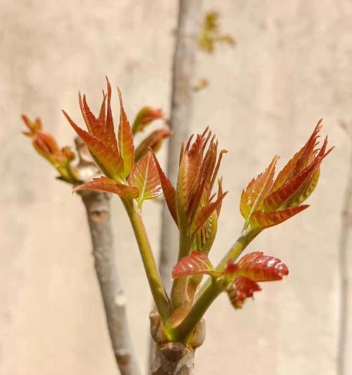 香椿树开花寓意与预示（探秘香椿树开花的象征意义和预示）