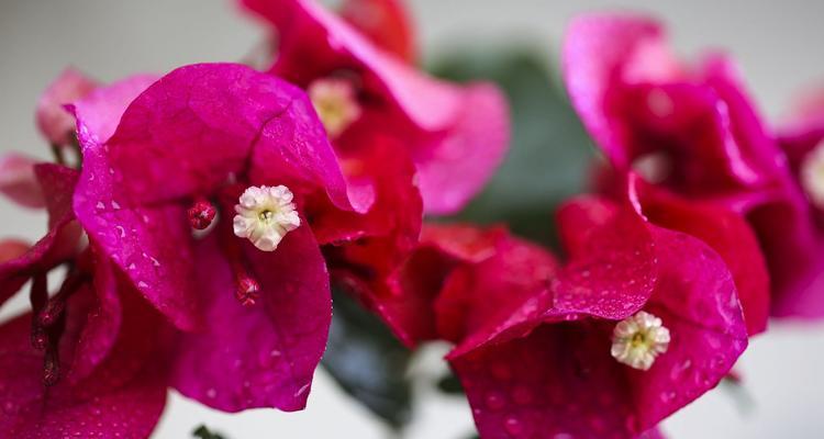 湘潭市花——菊花的象征与寓意（湘潭市花菊花的文化内涵与美学价值探析）