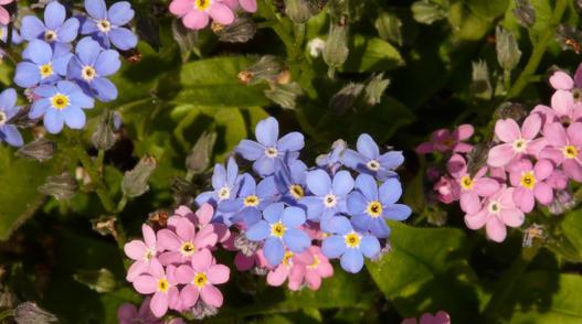 烟花菊（烟花菊的花语和寓意）