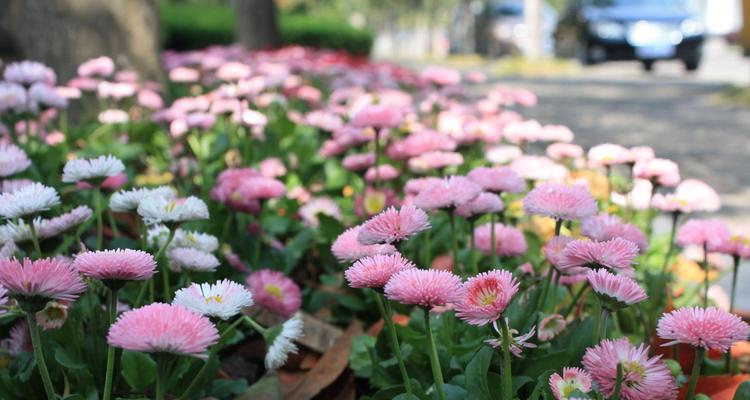 烟花菊（烟花菊的花语和寓意）