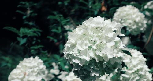 扬州市花琼花的象征与寓意（探究琼花的美丽与深刻含义）