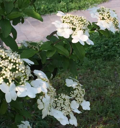 扬州市花琼花的象征与寓意（探究琼花的美丽与深刻含义）