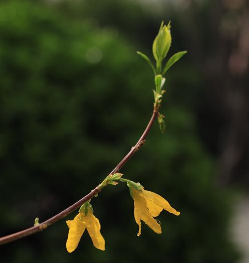 以一抹香开花，绽放生命之美（香气的力量和开花的意义）