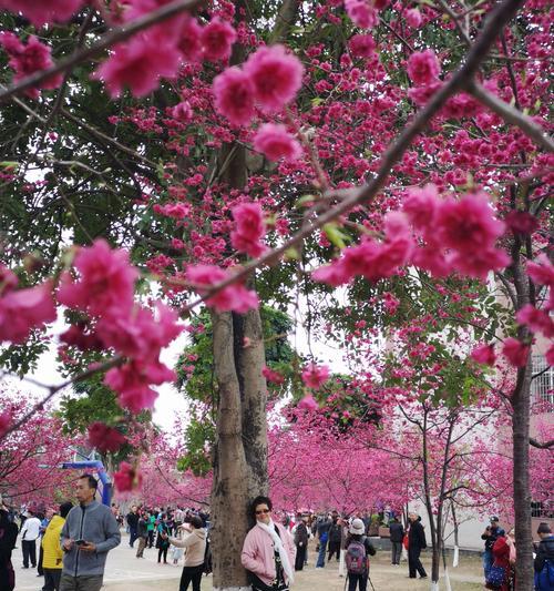 樱花（樱花象征的美丽与生命）