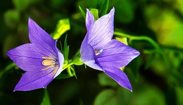 花语代表是你的花——探索花语的奥秘（揭示不同花的花语与人的性格特征之间的联系）