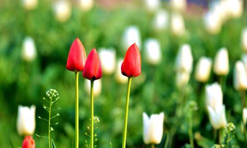 郁金香花语与象征意义（探索郁金香的美丽寓意）