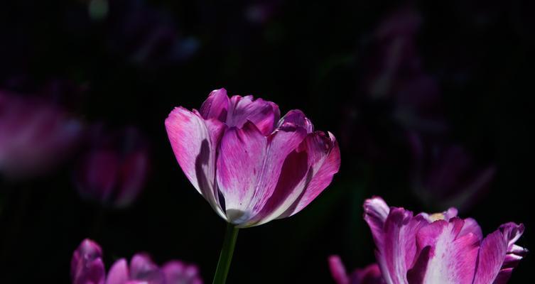 郁金香花语与象征意义（探索郁金香的美丽寓意）