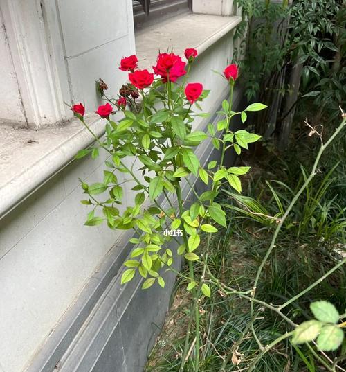 力量的花朵——坚强的植物（探寻植物世界中的力量与坚韧）