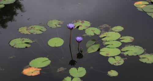 睡莲花语（探索睡莲花语的象征意义）