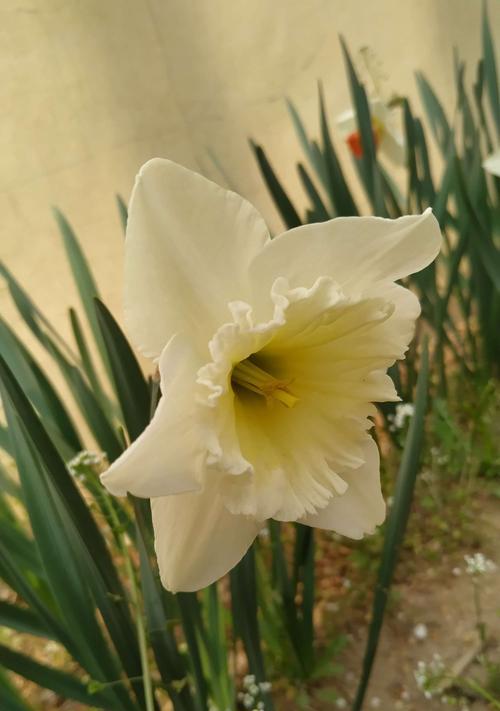 洋水仙花的花语之美（探索洋水仙花的意义与象征）