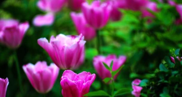 野生郁金香的花语（探寻郁金香花海中的美丽密码）