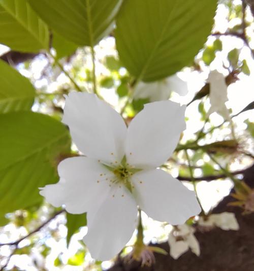 樱桃花的花语——爱与希望的象征（盛开于春天的粉色梦境）