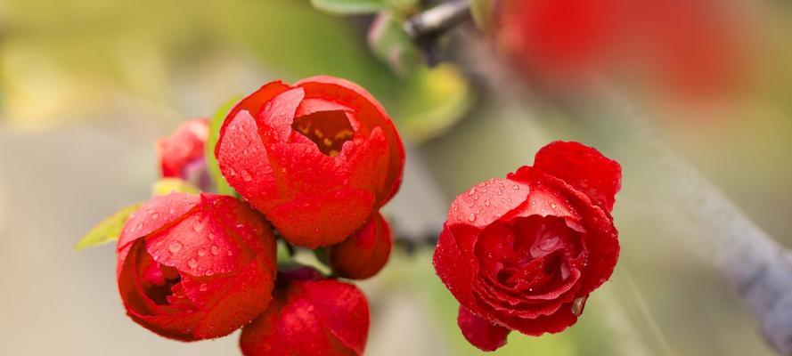 花开狼啸，花语传情（花与狼的奇妙结合）