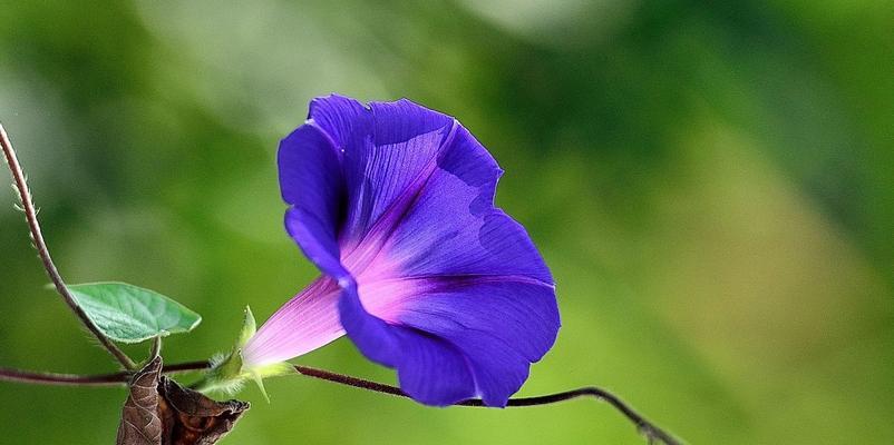 花开狼啸，花语传情（花与狼的奇妙结合）