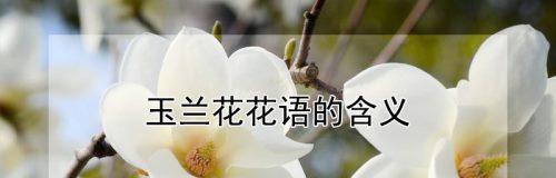 玉兰花（赏玉兰花）