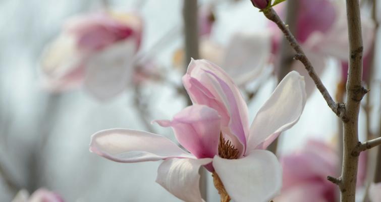 玉兰花的品种及花语（探索不同品种玉兰花的花语之美）