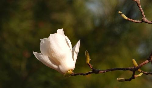 感恩之花——玉兰花的美丽与深情（致敬感激之情）