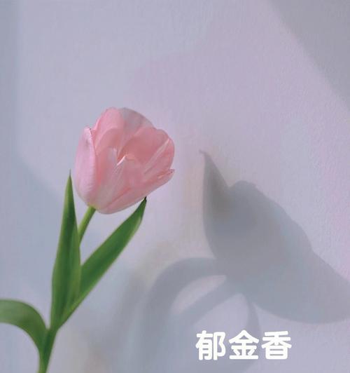 郁金香25朵花语的深意（探索郁金香所传达的情感和寓意）