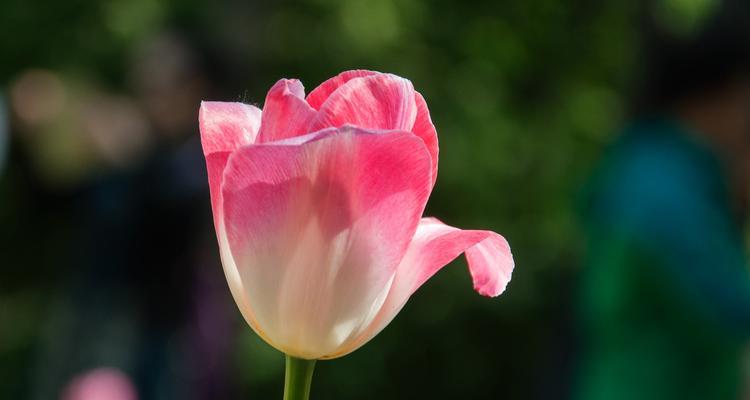 郁金香粉色花语（探索郁金香粉色花语的深层含义）