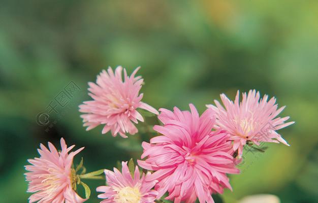 春天开的花有哪些（春天最具代表性的花）