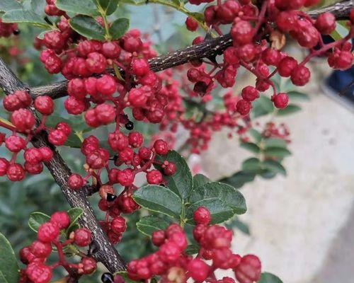 花椒种子怎样种才能出苗（花椒种子育苗方法与步骤）