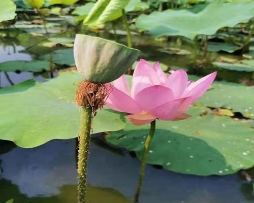 莲藕如何种植（莲藕的栽培技术要点）