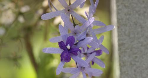 蓝花藤怎么养（有关蓝花藤的养殖方法）