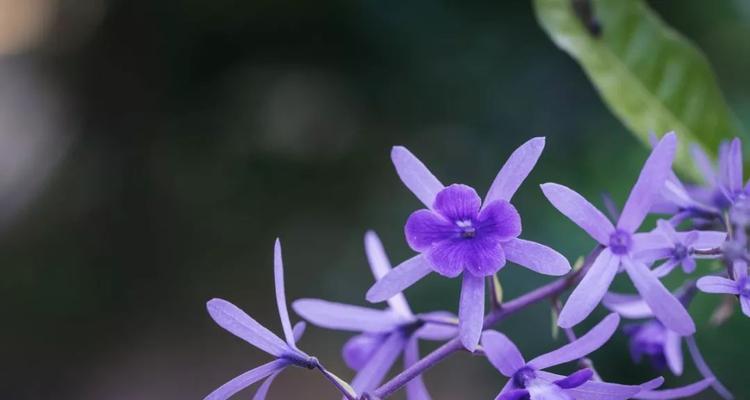 蓝花藤怎么养（有关蓝花藤的养殖方法）