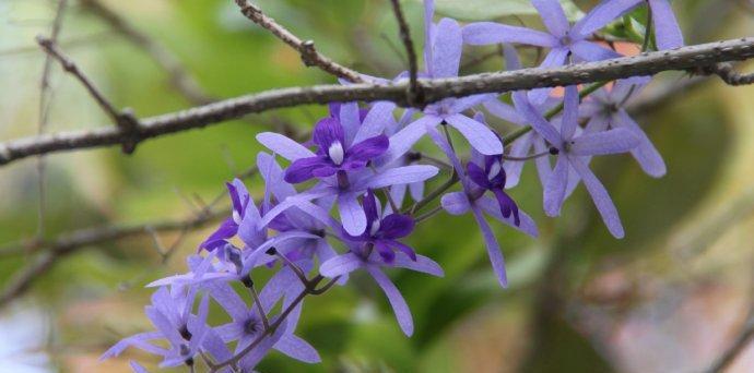 蓝花藤怎么养（有关蓝花藤的养殖方法）