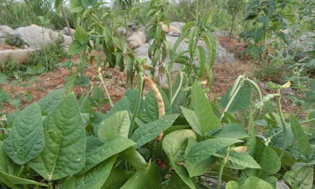 芸豆什么时候种最合适（芸豆种植方法与时间）