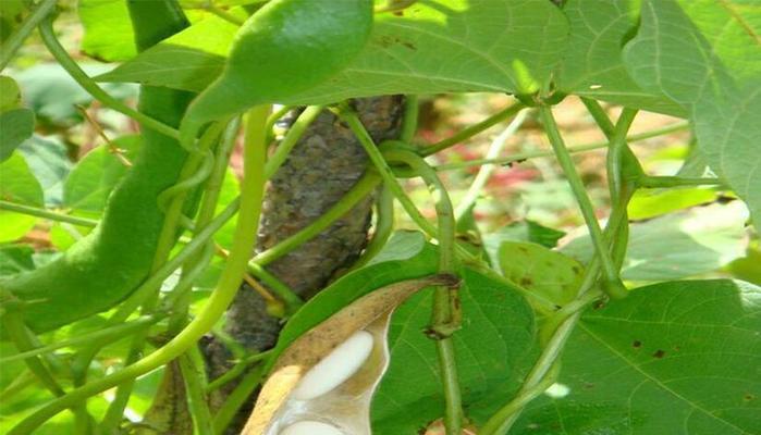 芸豆什么时候种最合适（芸豆种植方法与时间）