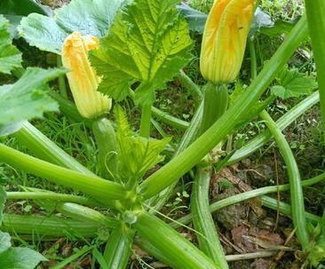 菜瓜怎么种植长的好（菜瓜栽培技术要点）