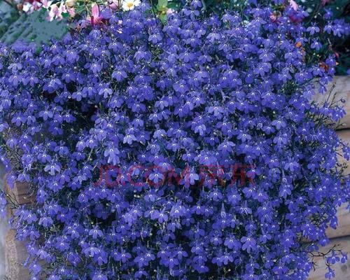 玫瑰花籽怎么种（玫瑰花籽种植方法和时间）