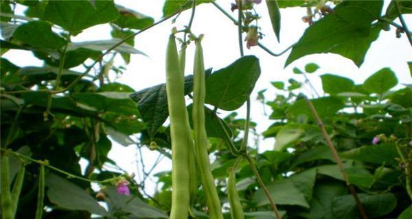 豆角多少天浇水一次（豆角的种植方法讲解）